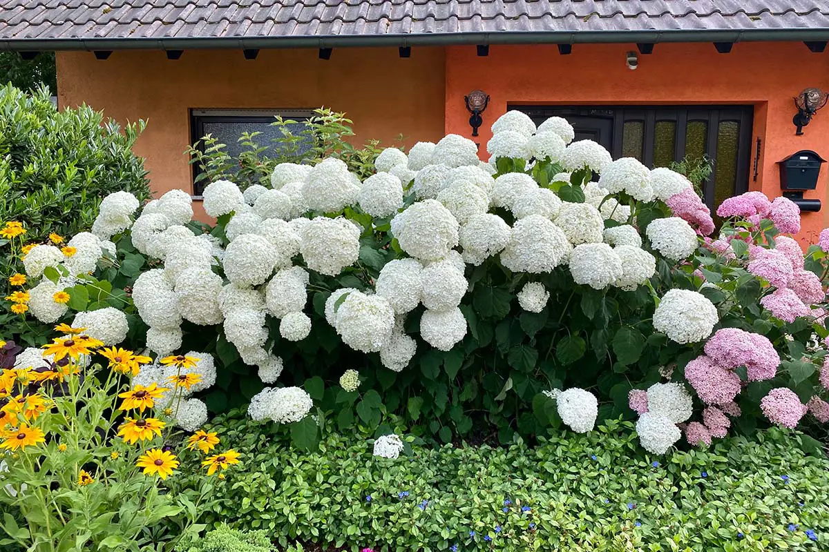 Smooth Hydrangea in garden