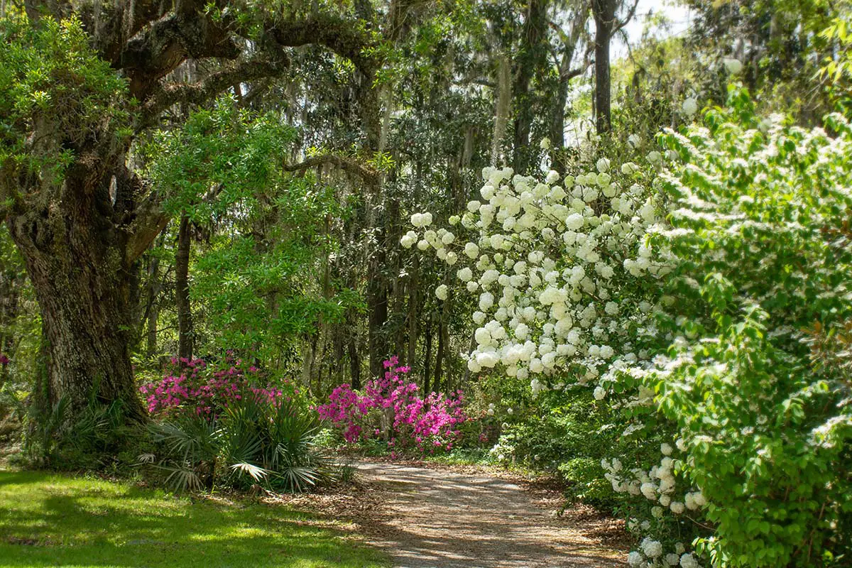 Smooth Hydrangea in garden