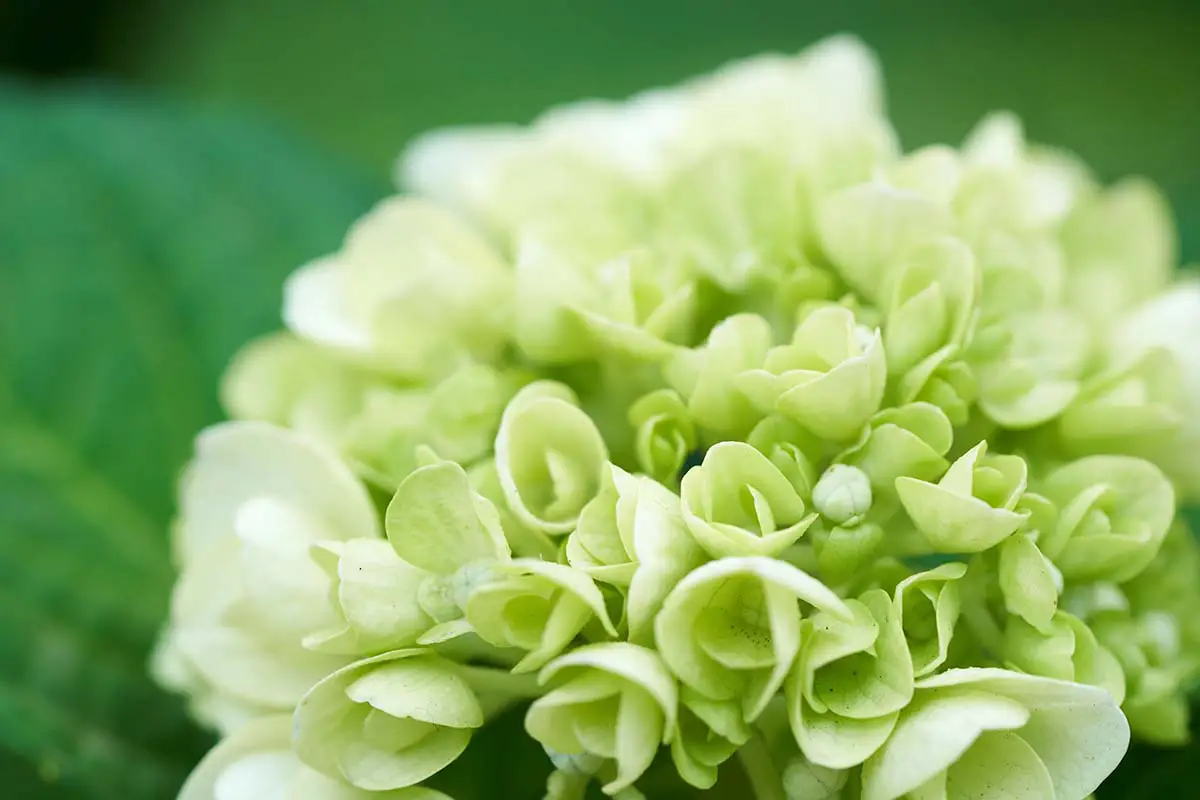 Smooth Hydrangea closeup