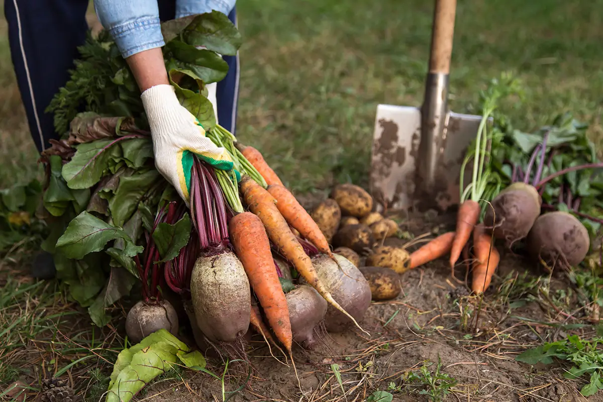 veggie gardening