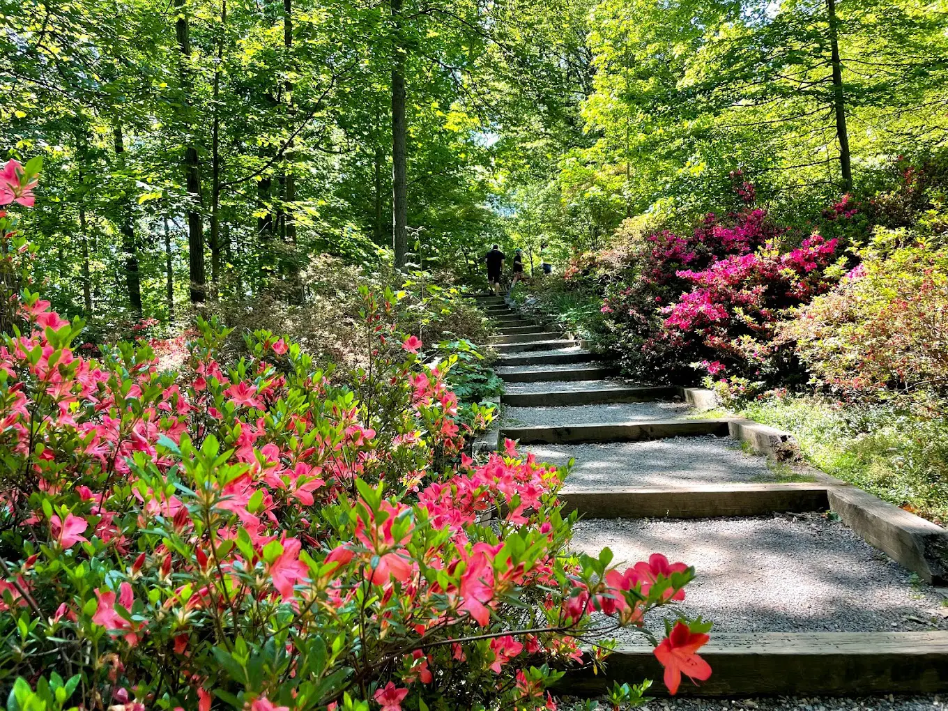 U.S. National Arboretum in Washington DC