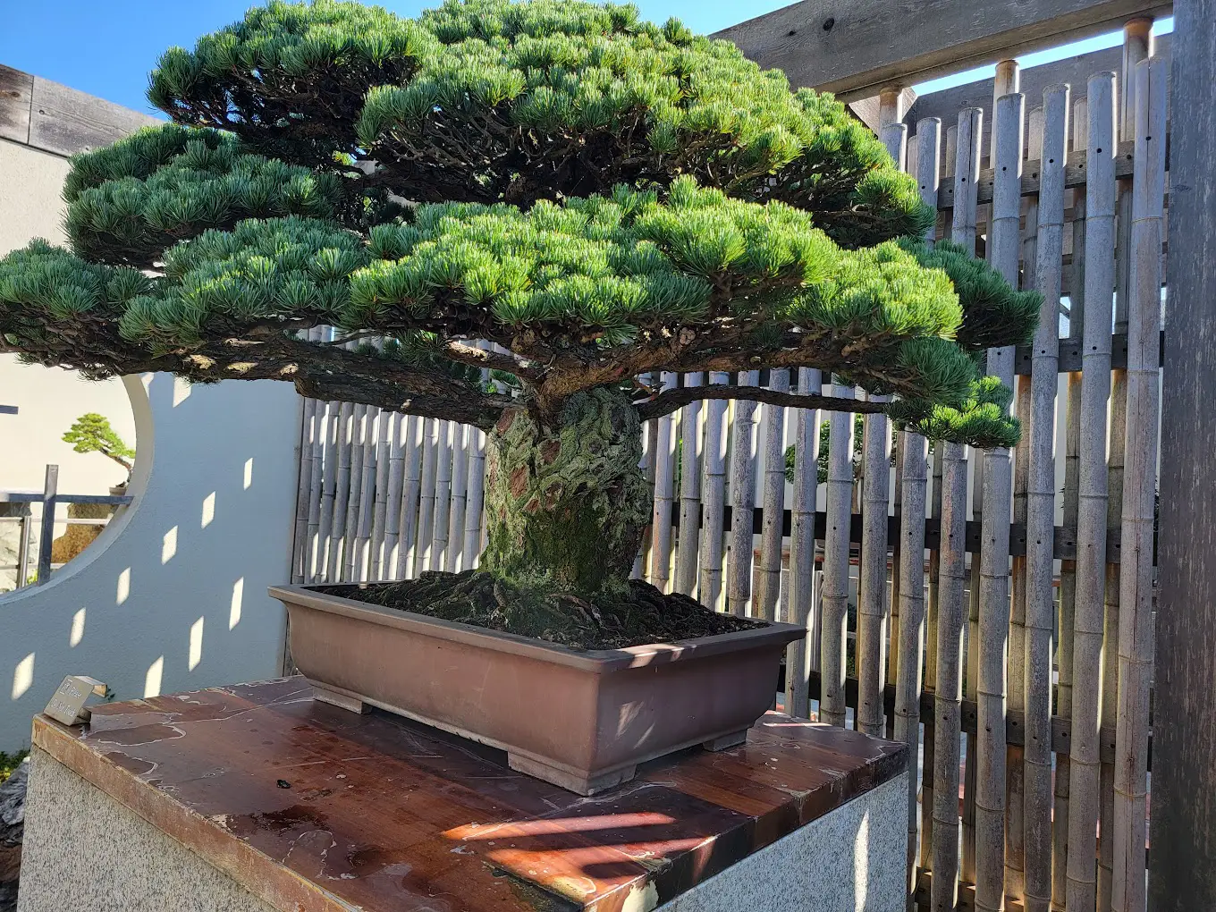 U.S. National Arboretum in Washington DC