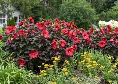 Rose Mallow: Proven Winners’ Summerific® “Holy Grail”