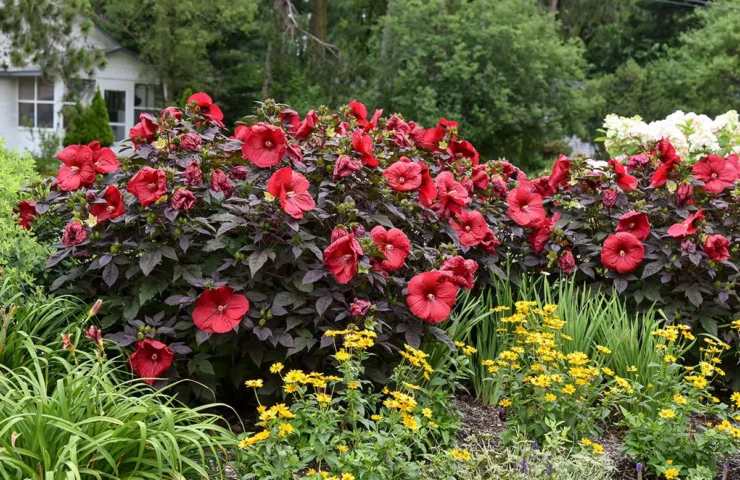 Proven Winners’ Summerific® “Holy Grail” Rose Mallow