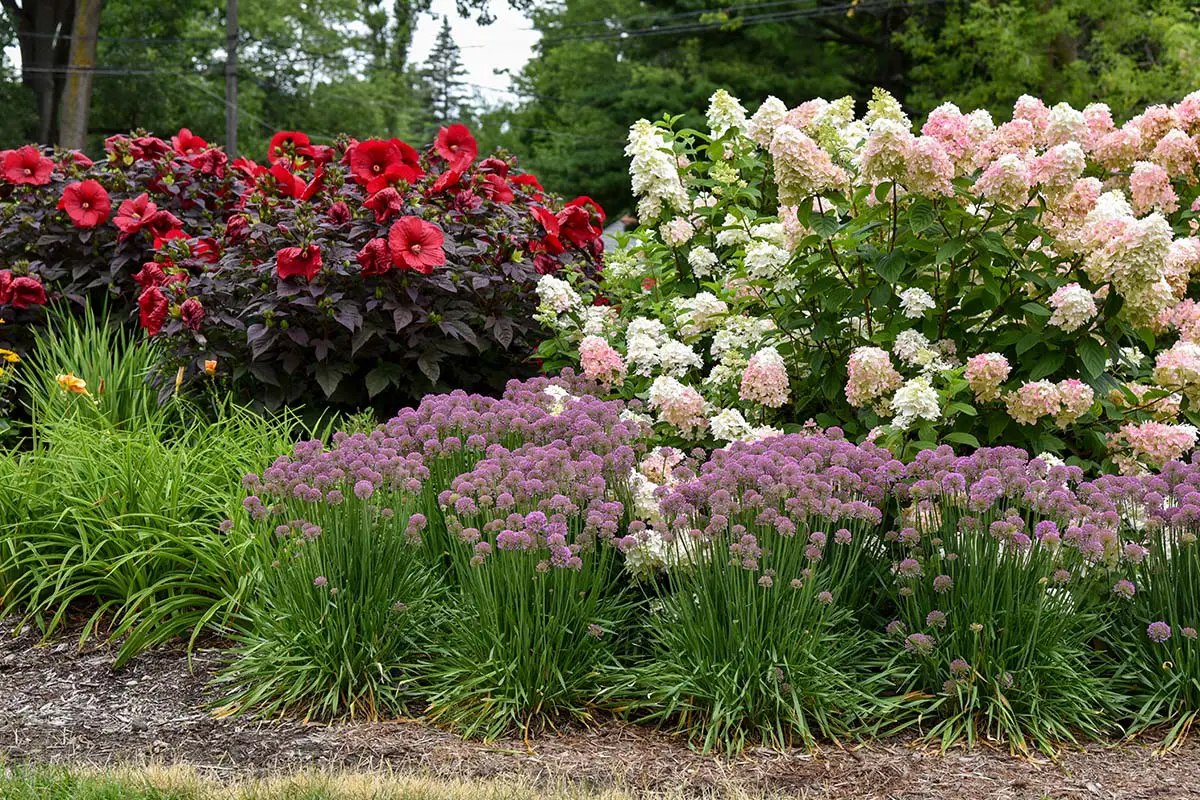 Proven Winners’ Summerific® “Holy Grail” Rose Mallow