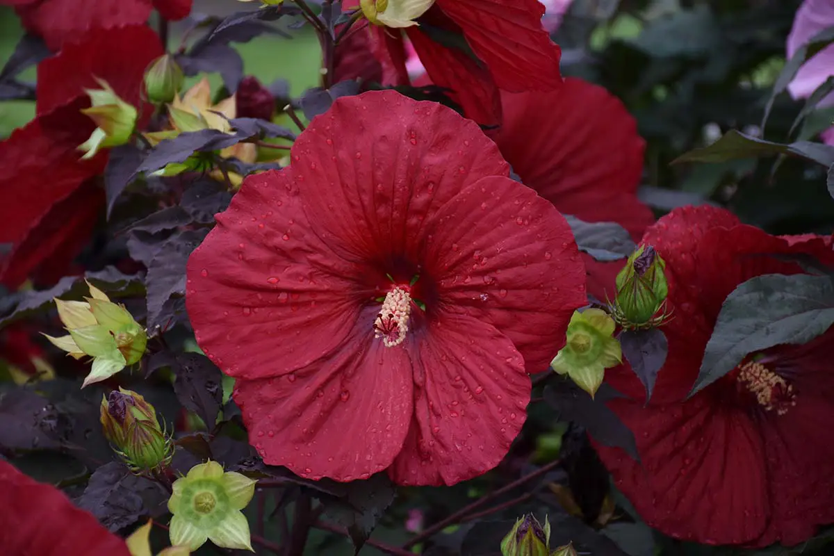 Proven Winners’ Summerific® “Holy Grail” Rose Mallow