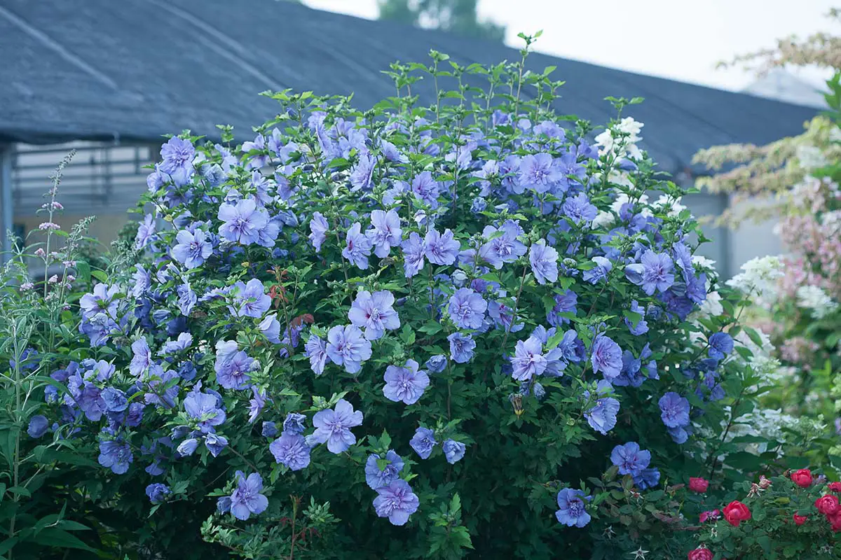 Proven Winner's Blue Chiffon® Rose of Sharon Hibiscus