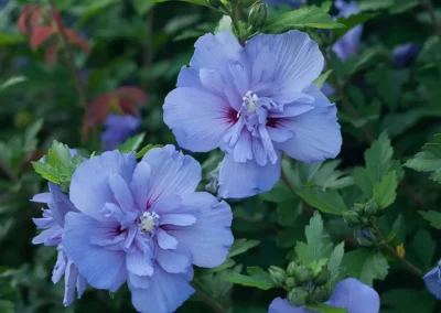 Rose of Sharon: Proven Winners’ Blue Chiffon®