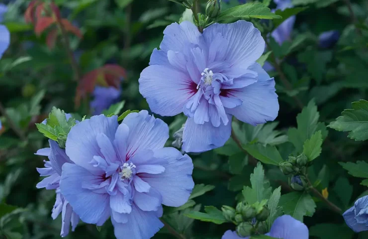 Proven Winner's Blue Chiffon® Rose of Sharon Hibiscus