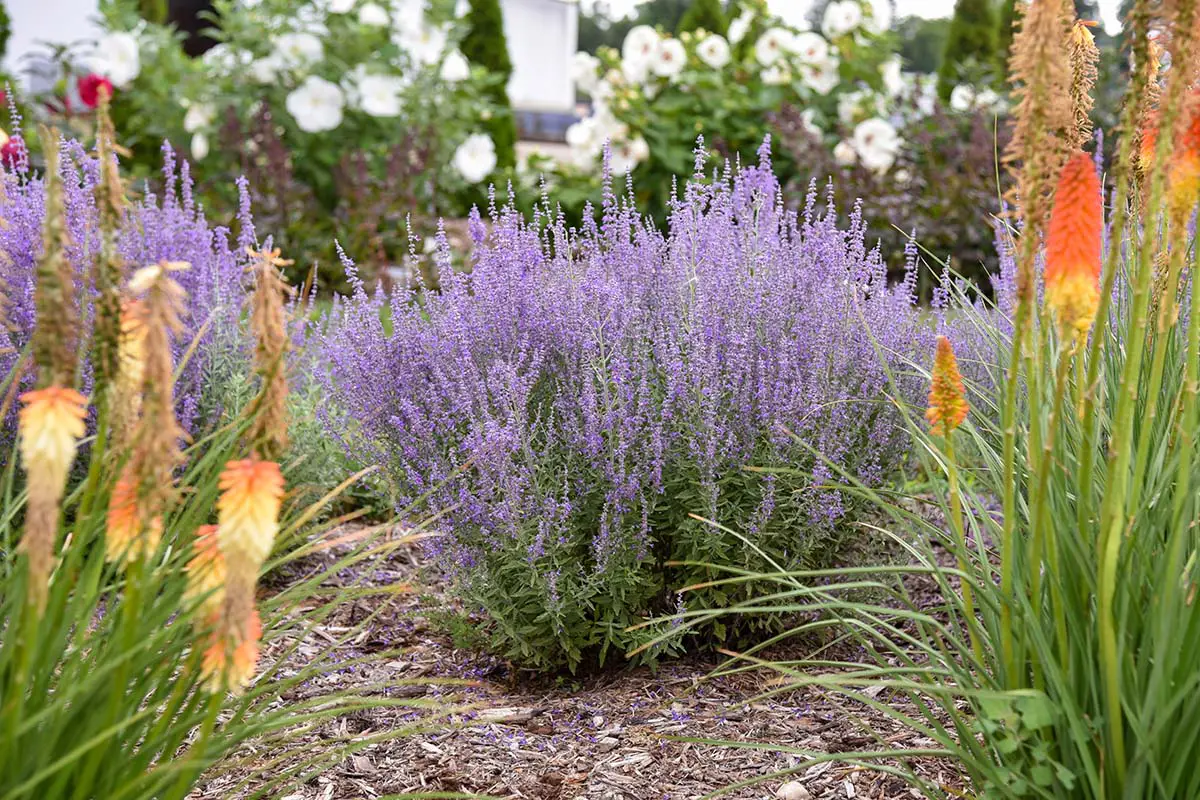 Proven Winners' Denim ‘n Lace Russian Sage