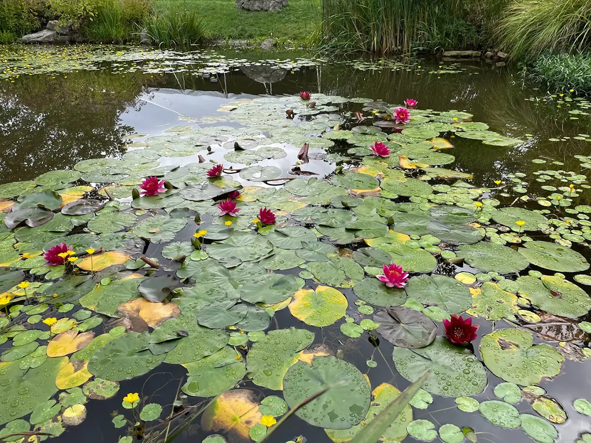 Public Gardens to Visit in Virginia 🌳 Reston Farm Garden Market