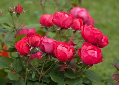 Roses: Proven Winners’ Oso Easy Double Red®