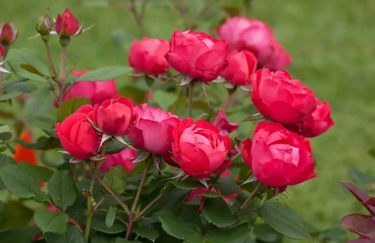 Proven Winners' Oso Easy Double Red Rose