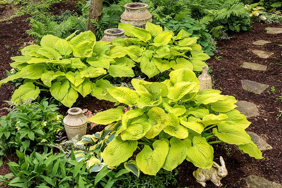 Proven Winners’ Shadowland® Coast to Coast Hosta