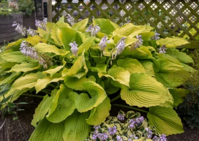 Hosta: Proven Winners’ Shadowland® Coast to Coast