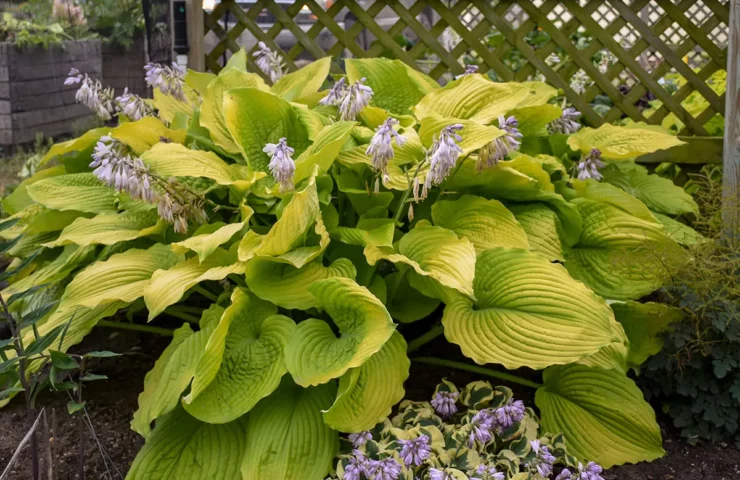 Proven Winners’ Shadowland® Coast to Coast Hosta