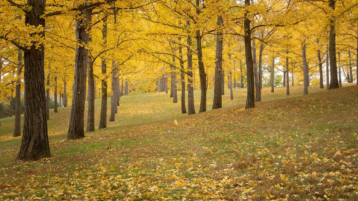 Virginia State Arboretum