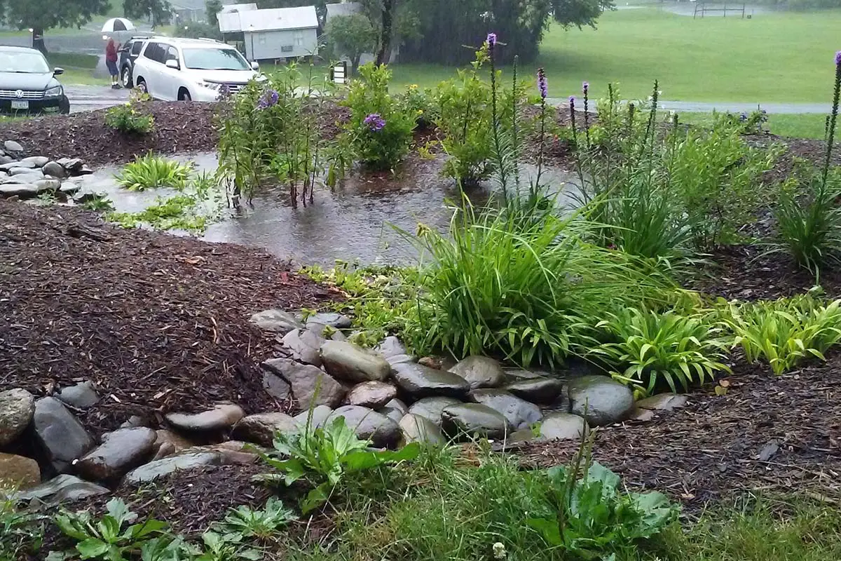 Rain Garden Example