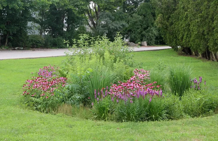 Rain Garden Example