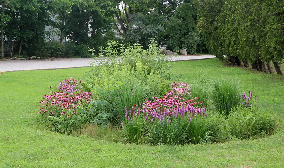 Rain Garden Example