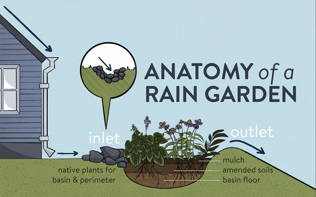 Diagram of a rain garden