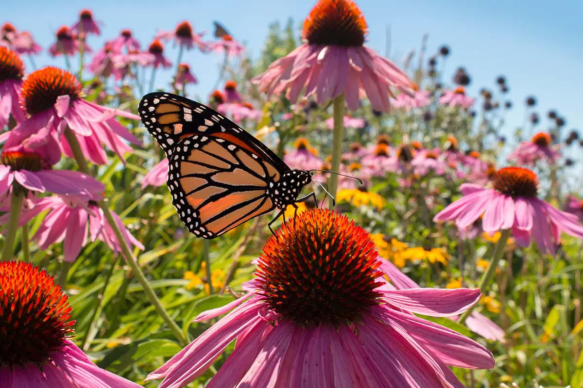 Native Plant Coneflowers