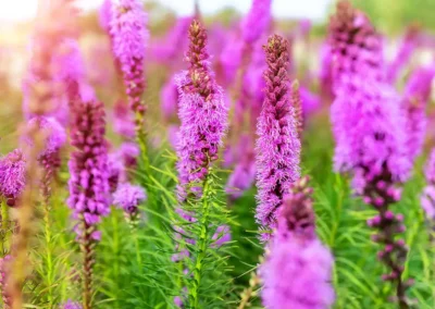 Are Native Plants a Good Choice for Your Home Garden & Landscape?