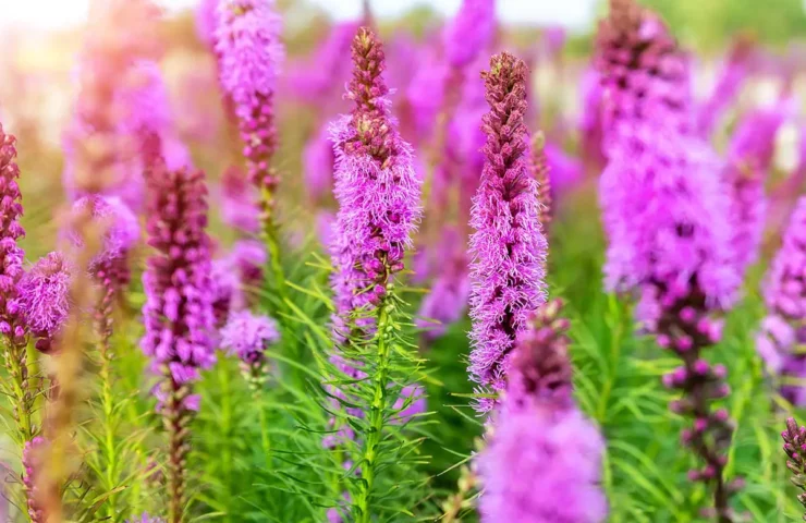 Virginia Native Plant Liatris