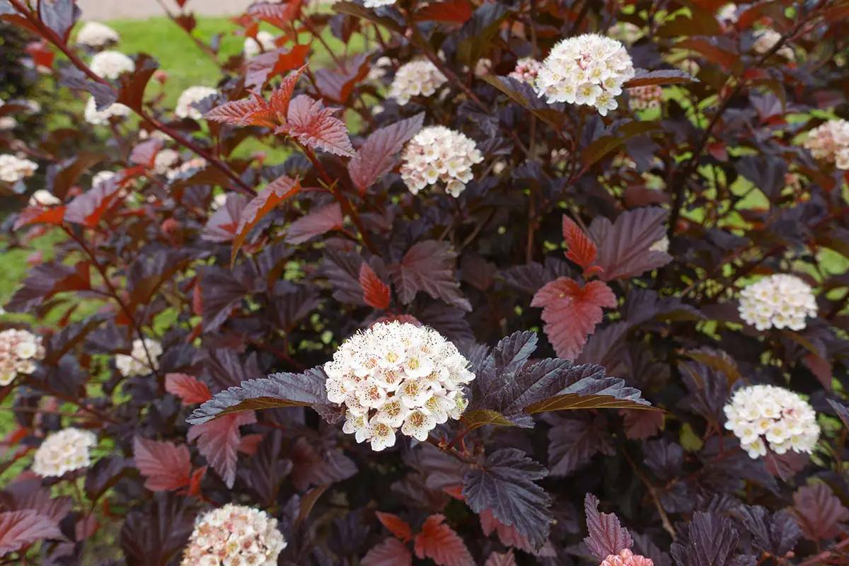 Native Plant Ninebark