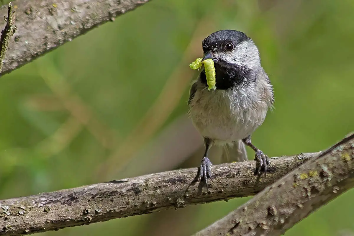 Chickadee eating caterpillar