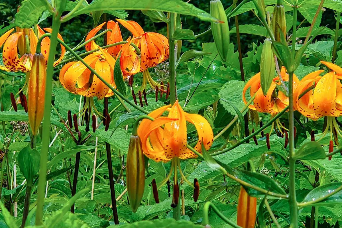 Native Plant Turk's Cap Lilly