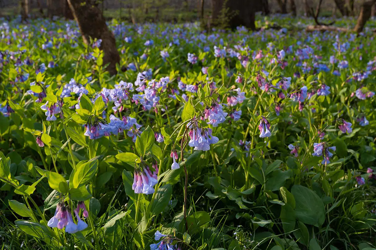 Native Plant Virginia Bluebell