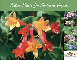 Northern Virginia Native Plant Guide