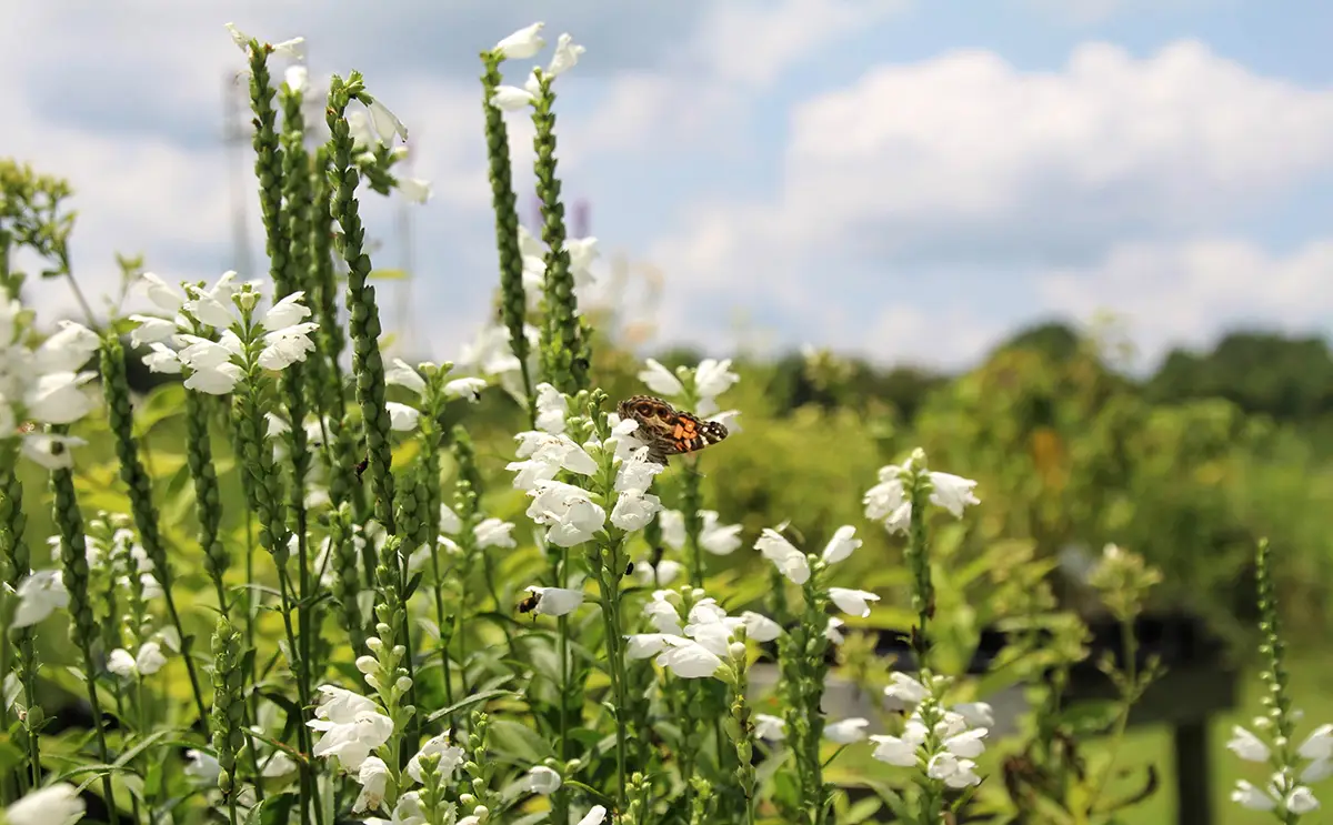 Adkins Arboretum