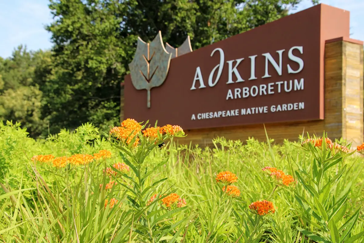 Adkins Arboretum