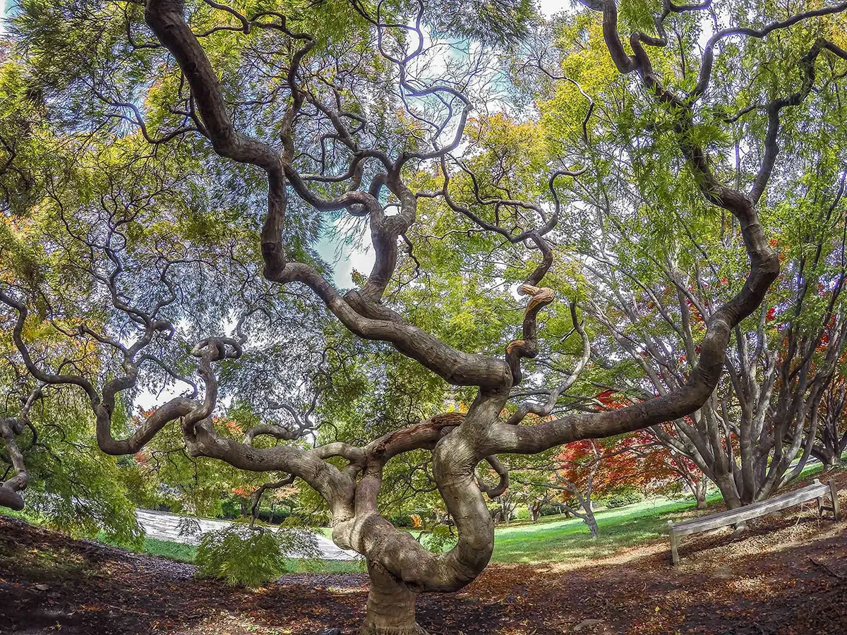 Cylburn Arboretum