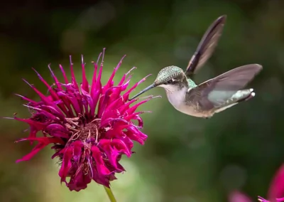 The Perfect Match: Plants and Their Pollinators