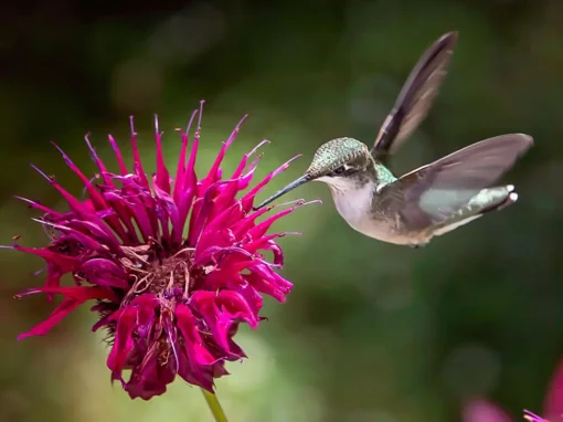 The Perfect Match: Plants and Their Pollinators