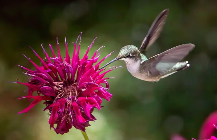 Plants that attract pollinators