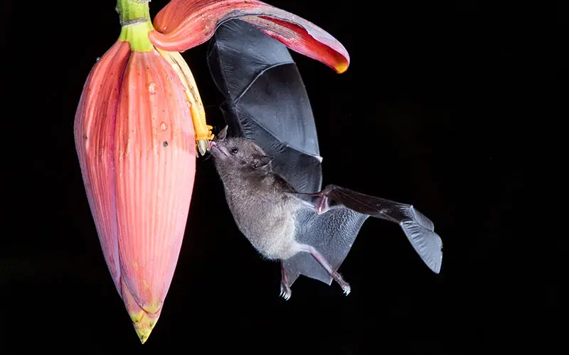 bat getting nectar from flower