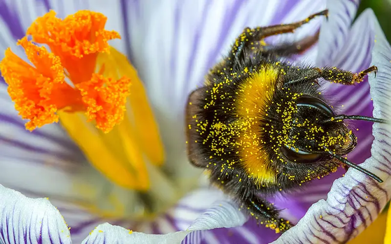 bee covered in pollen on crocus blossom