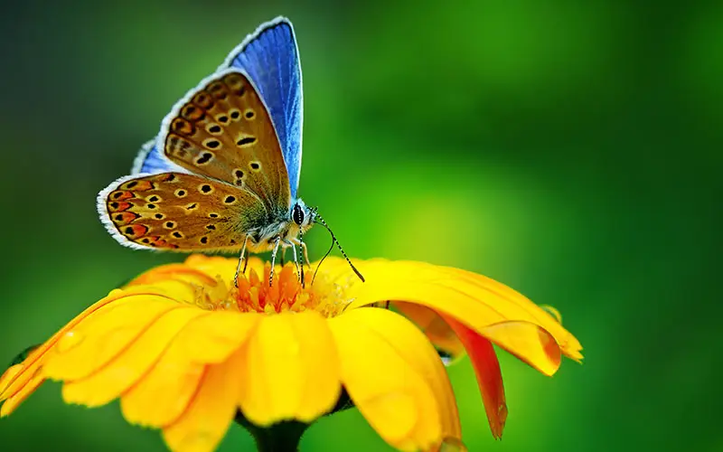 butterfly on blossom