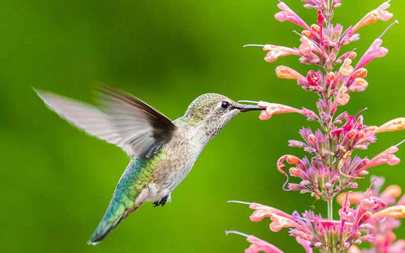 hummingbird getting nectar from a flower