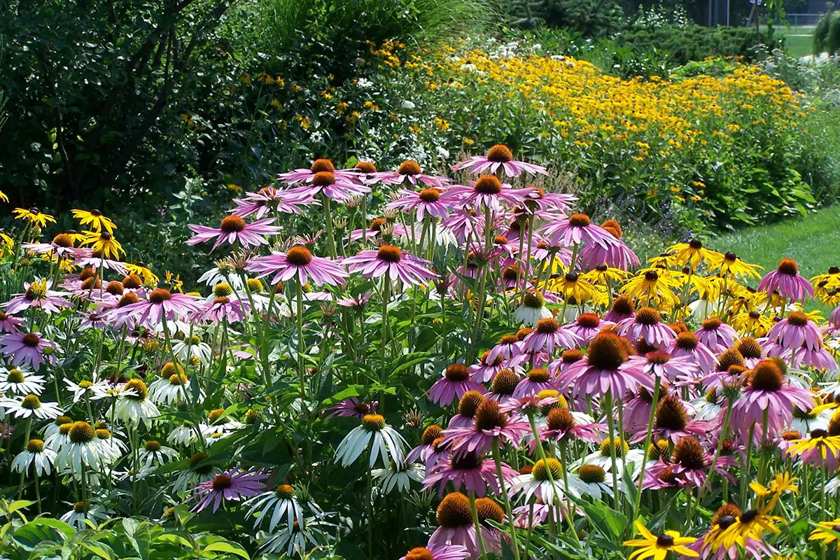 Pollinator Garden