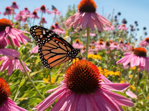 How to Create a Pollinator Paradise in Zone 7