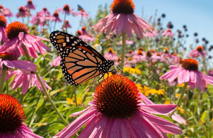 Creating a Pollinator Paradise