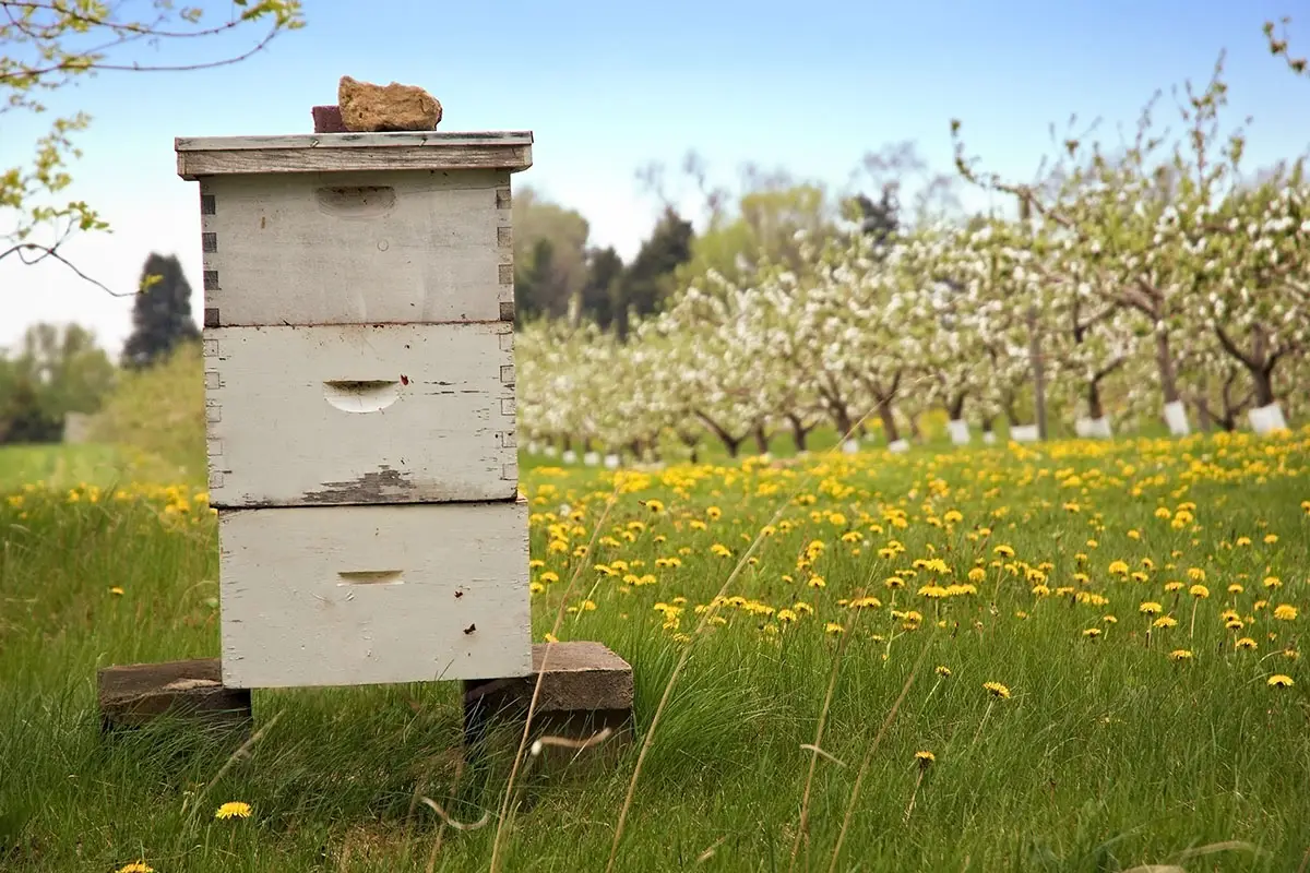 Beehive in orchard with trees in bloom