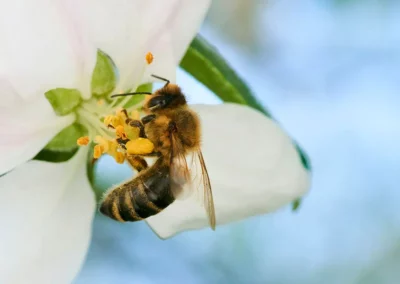 The Power of Pollination: Why It Matters and How You Can Help