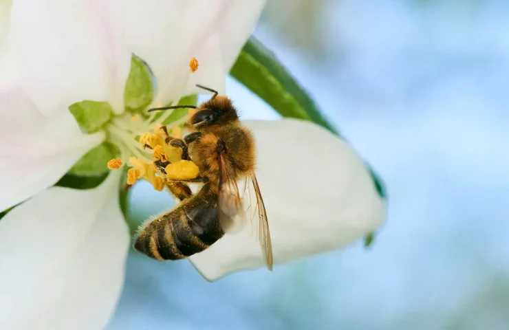 Bee pollinating apple blossom