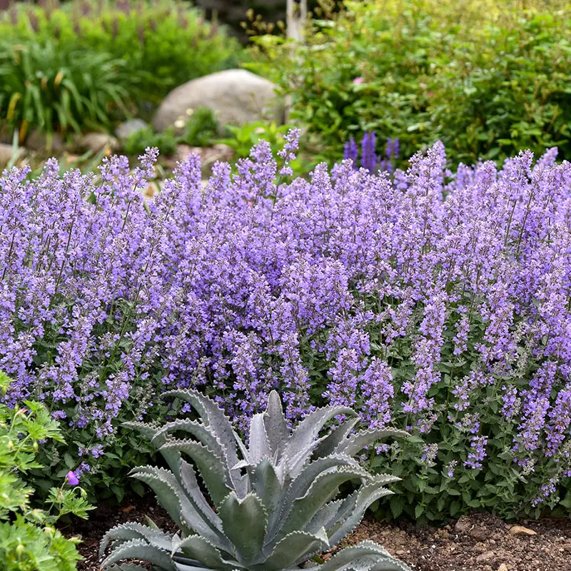 Bees love catmint (nepeta)